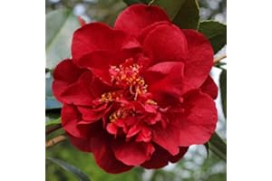 HILROQG Camellia Plants Live, Rare Camellias Tree Live Plant, Vibrant Flower Shrub, Well-Rooted in Pot, Indoor Outdoor Flowering Zones 7-10 (Red)