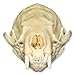 American Mink Skull (Natural Bone Quality A)