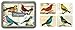 Cavallini & Co. Birds Magnet Set