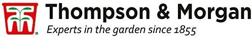 Pea Seeds, High Yielding, Fast Growing Climbing Plants, Long Cropping Season, Tasty Edible Peas, Kitchen Gardens & Allotments - Image 4
