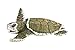 Safari Ltd. Kemp's Ridley Sea Turtle Baby Figurine - Lifelike 5