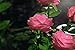 XLUX New Material Outdoor Realistic Solar Powered Rose Lights Flower Stake, for Garden Patio Yard Pathway Decoration, Pink