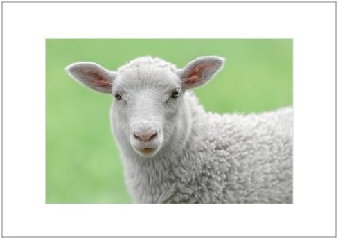 NW Pitney Ink Sweet Sheep Blank Greeting Card, 7 x 5 Inches (1142AWB)