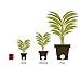 Costa Farms Live Christmas Tree, Small Norfolk Island Pine Tree in Nursery Plant Pot, Potting Soil, Indoor Tree Decor, All Seasons Tabletop Holiday Home or Room Decor, 10-12 Inches Tall