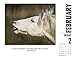 What Horses Teach Us 2018 Calendar