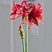 Easy to Grow Amaryllis Bogota - 1 Plant Bulb, Red Exotic Cybister Flowers Indoor Holiday or Spring Outdoor
