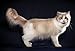 Beautiful Cats Postcard Book (Beautiful Animals)