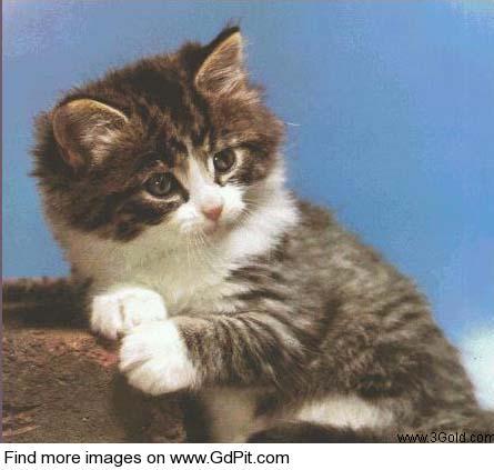 author logo for Robin Leigh Morgan but it shows a cute tabby kitten with a blue background