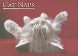 Cat Naps Boxed Notecards by 