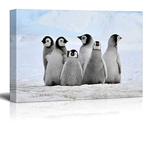 Little Penguins Premium