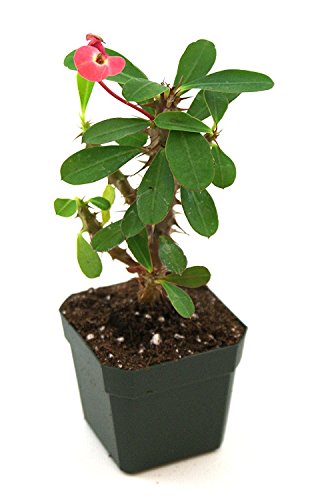 Red Crown of Thorns 4'' pot - unique from jmbamboo Red Crown of Thorns 4'' pot - unique from jmbamboo