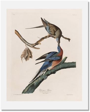 Amazon Co Jp ジョン ジェームズ オーデュボンの鳥 アメリカ プレート62 リョコウバト 17 X 22 ホーム キッチン