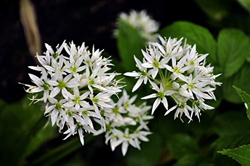 Wild Garlic Seeds Ramsons Buckrams Wood Garlic Lear Leek Herb About 80 Seeds