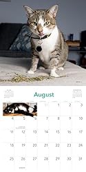 Cats on Catnip Wall Calendar 2024: A Year of Cats