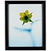 Craig Frames 7171610BK 24 x 36 Inch Poster Frame, Solid Wood, 0.84 Inch Wide, Black
