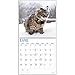 unp 2020 Cats Wall Calendar by Bright Day, 16 Month 12 x 12 Inch, Cute Kitten Animals Feline
