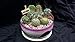 7" Cactus Garden