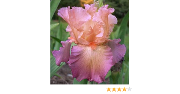 Amazon Com Bearded Iris In Love Again Jennifer Rebecca Flowering Plants Patio Lawn Garden
