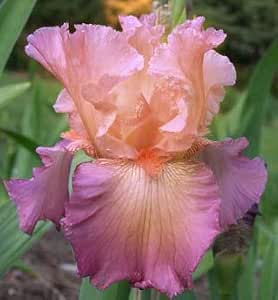 Bearded Iris In Love Again Jennifer Rebecca Flowering Plants Patio Lawn Garden Amazon Com