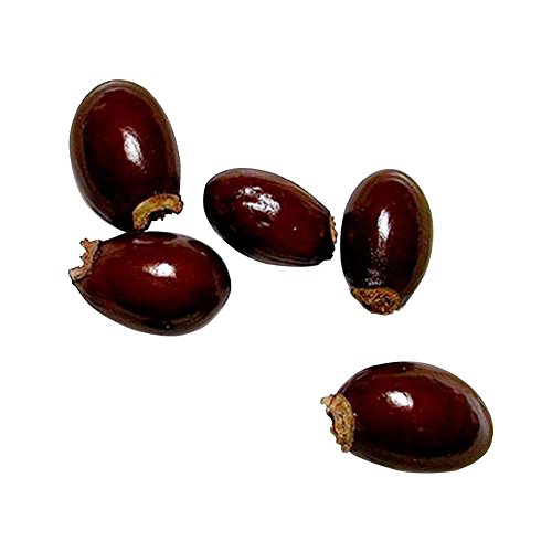 Taloyer 10pcs Fresh Lychee Litchi Seeds Sweet Delicious Bonsai Fruit Seeds