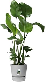 elho Greenville Round 30 Large Flower Pot with Integrated Water Reservoir view 7