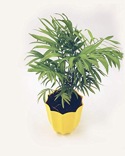 Plantmojo, Parlour Palm, in Plastic Pot Decagon Yellow 1 Plantmojo, Parlour Palm, in Plastic Pot Decagon Yellow