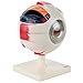 Axis Scientific 5X Enlarged Human Eye Model, Realistic 7-Part Eyeball Anatomy Model, Transparent Design Includes Removable Stand and Detailed Product Manual