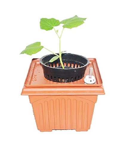 Buy Gzgreen Hydroponic Cucumber Kit With Water Level Indicator