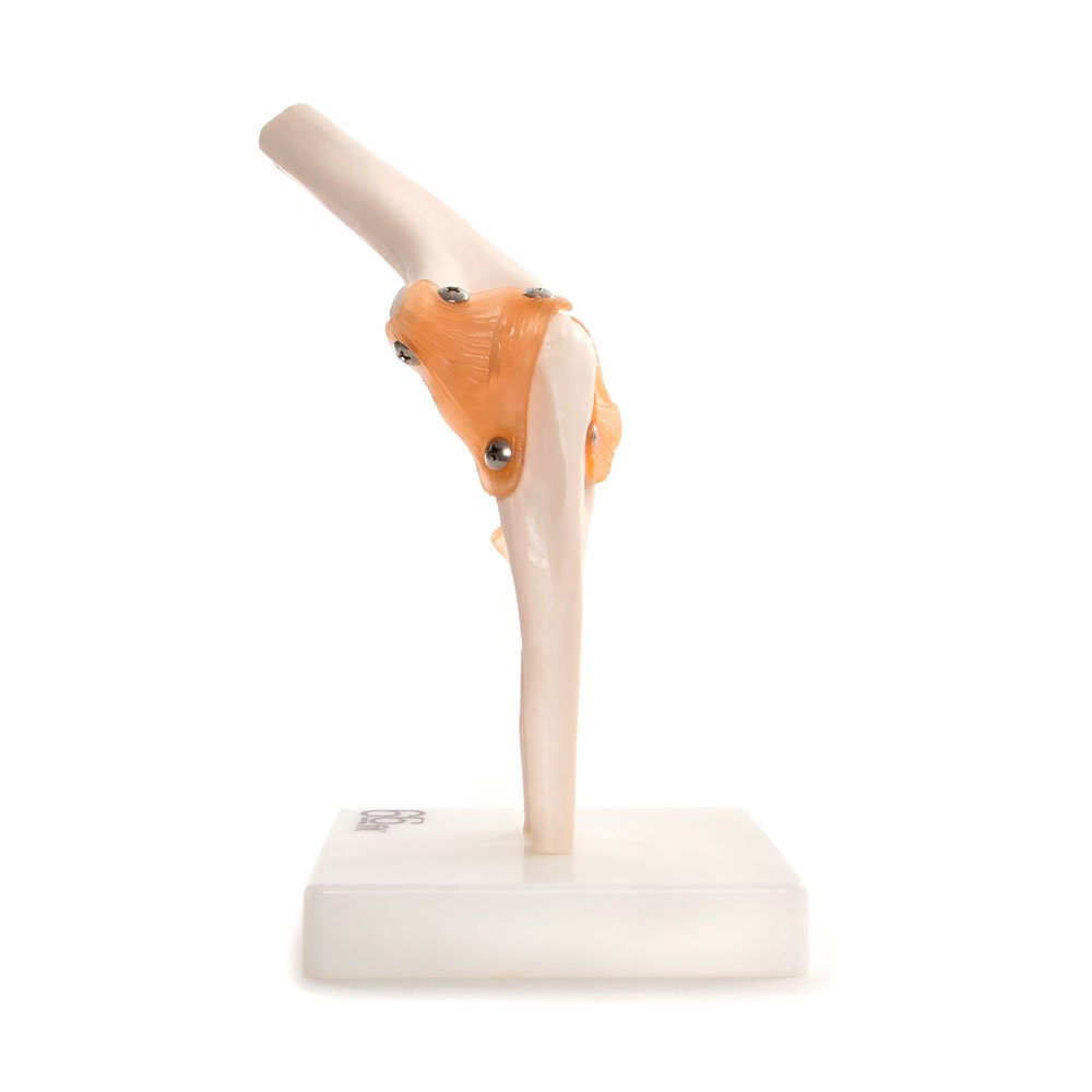 66fit Anatomical Human Elbow Joint - Medical Educational Training Aid