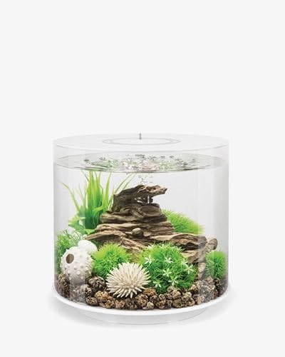 biorb aquarium