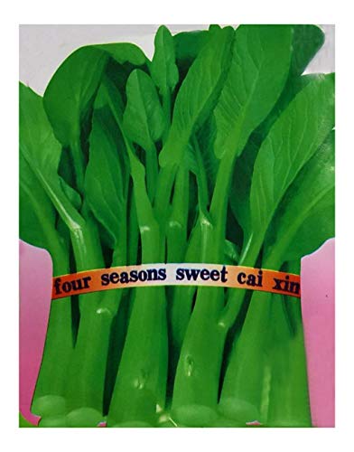 Four Season Sweet CAI Xin Yu Choy Yu Choy Sum 15g 6800 Seeds Chinese Vegetable Organic Seeds for Planting åŽŸè£…å½©åŒ…å››å­£ç”œèœå¿ƒèœè–¹æ²¹èœç™½èœè–¹æ²¹èœå¿ƒç§å­