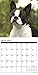 Just Boston Terriers 2017 Wall Calendar (Dog Breed Calendars)
