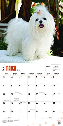 Maltese 2018 12 x 12 Inch Monthly Square Wall Calendar with Foil Stamped Cover, Animals Small Dog Breeds Pet (Multilingual Edition) - Thumbnail 2