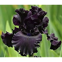 Amazon.com : Iris Germanica Bearded Iris, All Night Long, Black ...