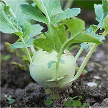 Fash Lady Package of 500 Seeds, White Vienna Kohlrabi Seeds (Brassica oleracea) - Thumbnail 3