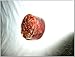 Carnelian Orgone Tower Buster Generator