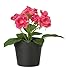 Ikea Fejka Artificial Potted Plant Small Dark Pink Rose Plant 7" Tall 3 1/2 Pot Diameter