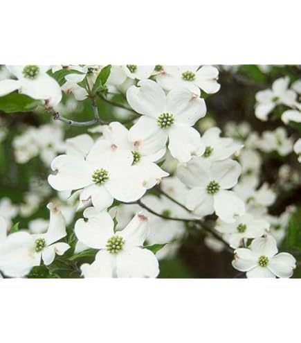 Amazon.com: Generic Pink Dogwood Tree - 8-12
