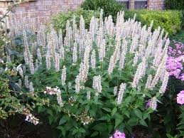 Agastache rugosa