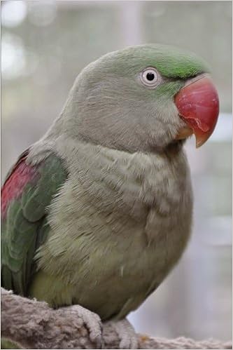 My Alexandrine Parakeet Notebook Wild Pages Press 9781975792671 Amazon Com Books My Alexandrine Parakeet Notebook Wild Pages Press 9781975792671 Amazon Com Books