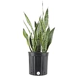 Costa Farms Sansevieria Live Indoor Snake-Plant, 2 to 3-Feet Tall, Laurentii