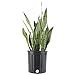 Costa Farms Sansevieria Live Indoor Snake-Plant, 2 to 3-Feet Tall, Laurentii primary