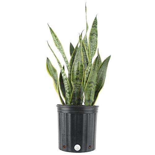 Costa Farms Sansevieria Live Indoor Snake-Plant, 2 to 3-Feet Tall, Laurentii