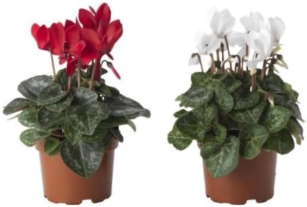 Ikea Cyclamen Plantes En Pot Violets Alpin Couleurs Assorties 10 5 Cm Amazon Fr Cuisine Maison