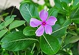 Catharanthus Roseus Madagascar Periwinkle Or Vinca