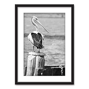 Framed A Pelican in Black White Black Picture...