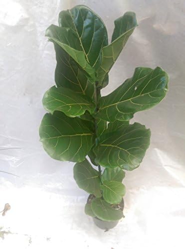 9EzTropical - Fiddle Leaf Fig Tree House Plant - 2 Feet Tall - Grow in 5Gal but Ship in 1 Gal Pot