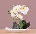 Imiee Artificial Phaleanopsis Arrangement with Vase Decorative Orchid Flower Bonsai (White)