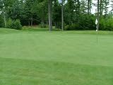 Penncross Bentgrass Putting Green Seed - 1 Lb.