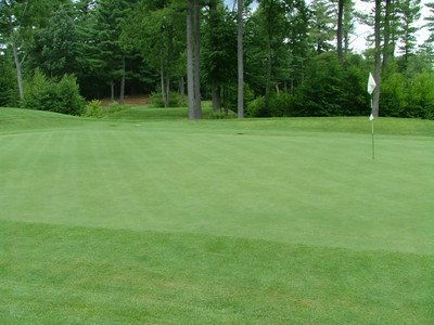 Penncross Bentgrass Putting Green Seed - 1 Lb. Penncross Bentgrass Putting Green Seed - 1 Lb.